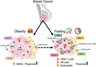 Nutritional Regulation of Mammary Tumor Microenvironment